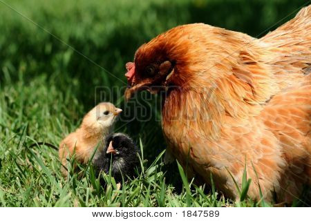 Gallina Araucana e pulcino 2