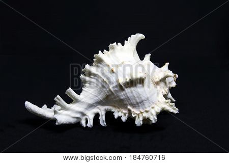 White sea shell on blank background black