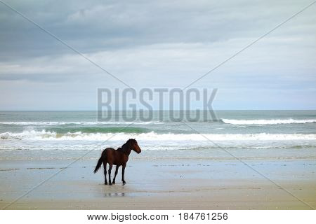 A wild horse stands on the beach on the Outer Banks in Corolla North Carolina