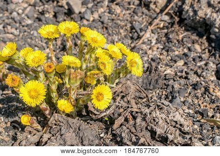 Group Of Blooming Coltsfoot Flowers On Dark Rocky Ground