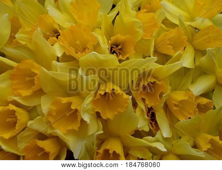 flower daffodil pattern close-up summer colorful petals leaf yellow nature flowers plant garden blossom spring floral bloom beauty green pasta flora bouquet food bright forsythia