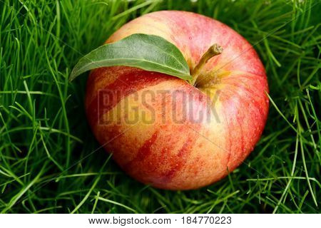 Apple Red Color Fallen On Fresh Green Grass