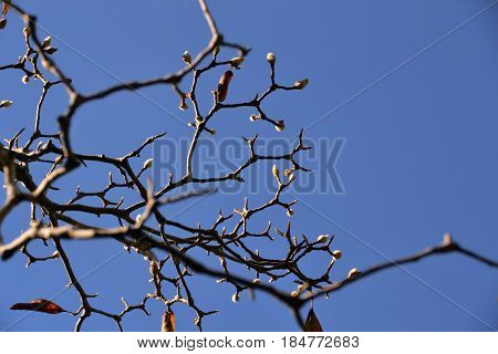 Naked curved branch against the background of clear sky