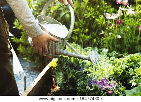 Adult Farmer Man Watering Vegetable
