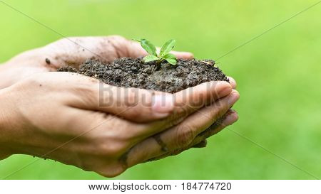 Closeup Of Woman Hands Holding Plant In Soil, Environment, Ecology, Agriculture And Nature Concept.