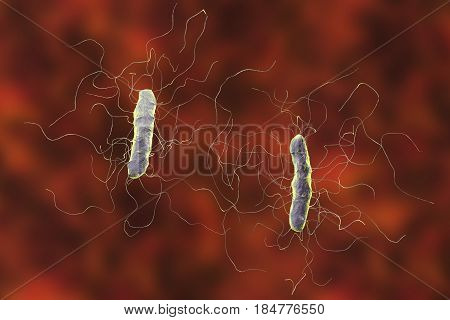 Clostridium difficile bacterium, 3D illustration. Bacteria which cause pseudomembraneous colitis and are associated with nosocomial antibiotic resistance