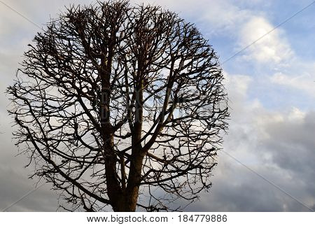 A bare tree against a cloudy sky
