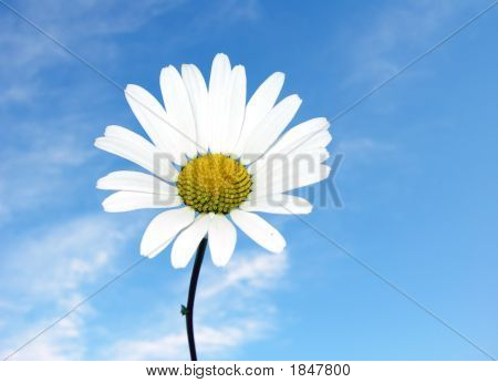 Een prachtige Daisy In de hemel