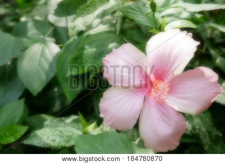 Pink hibiscus flower on nature background. Selective focus at the central spring flowers.