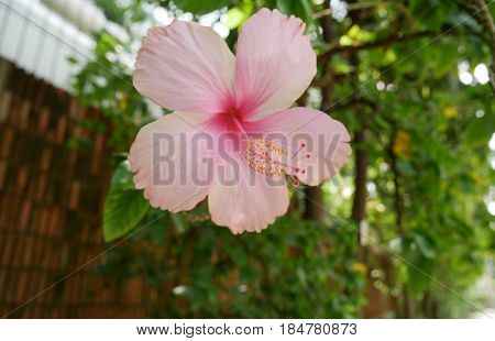 Pink hibiscus flower on nature background. Selective focus at the central spring flowers.
