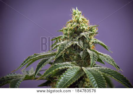 Detail of Cannabis cola (fire creek marijuana strain) with visible hairs and leaves on late flowering stage - isolated over purple background