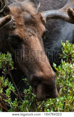 The Shiras moose in Colorado is the smallest of the moose species in North America.