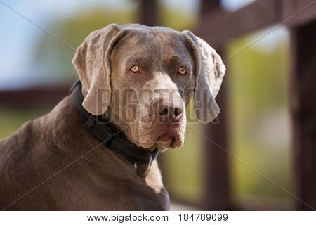 Portrait of the Weimaraner dog against the wooden fence background