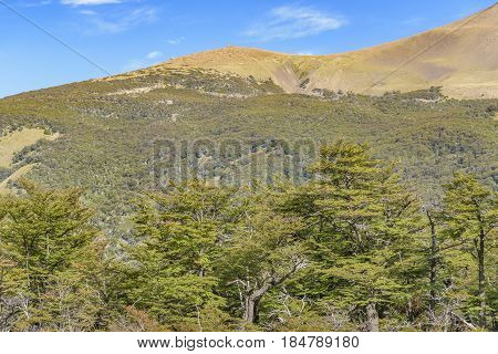 Patagonia Forest Landscape, El Chalent, Argentina