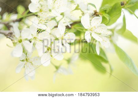 Spring blossom background. Cherry spring flower petals. Blooming garden in spring. Spring flowers. Spring blossom background. Cherry spring flower petals. Blooming garden in spring.