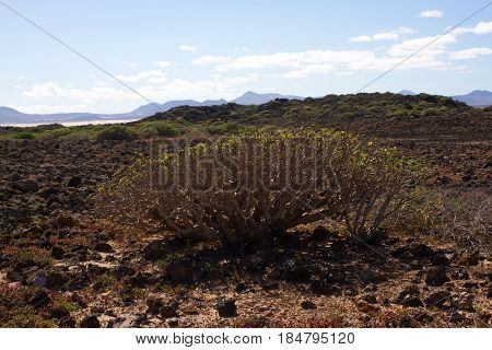 Arid territory of Lobos island, Canary, Spain. Euphorbia balsamifera plant. Tabaiba dulce. Lanzarote symbol