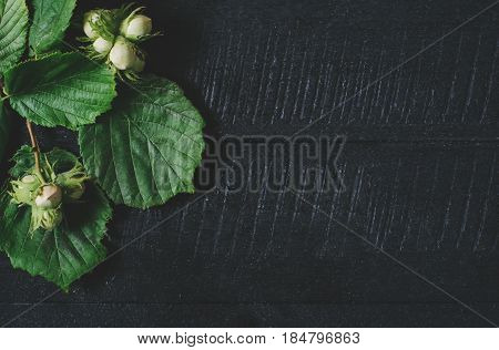 Sprigs with hazelnuts and green leaves on a black wooden background top view fresh vegan food on space backdrop mock up green leaf seasoning plant on kitchen table vitamins from country forest
