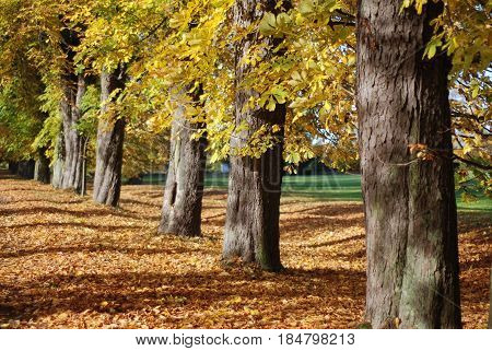 Autumn colourful chestnut alley in the park