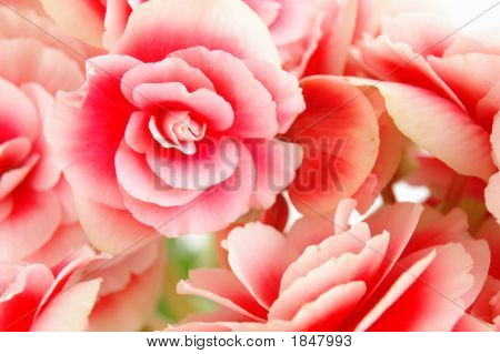 Begonia