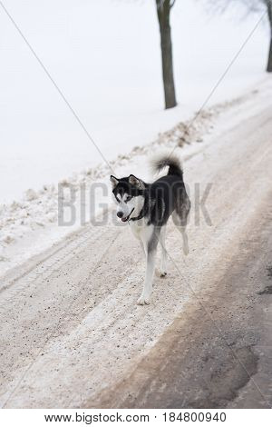 a young husky on freezing winter walk
