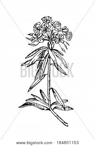 Vector images of medicinal plants. Detailed botanical illustration for your design. Wild Rosemary Rhododendron tomentosum, or Labrador tea. Hand drawn vector illustration