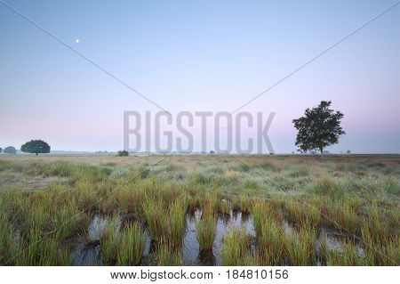 moon over marsh at dawn in summer