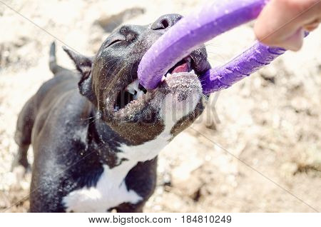 Dog pulls toy. Owner Playing With Dog using puller. Staffordshire terrier with puller toy in teeth.