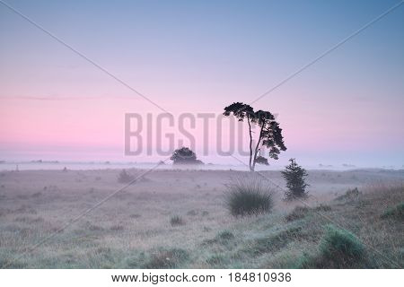 serene misty sunrise on meadow with pine