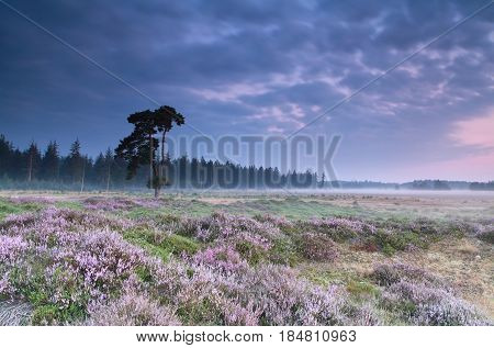 pink flowering heather at serene summer sunrise