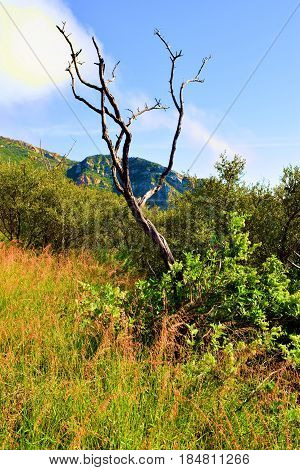 Lush green field with wildflowers and chaparral shrubs during spring taken in the rural Central California Coast Range