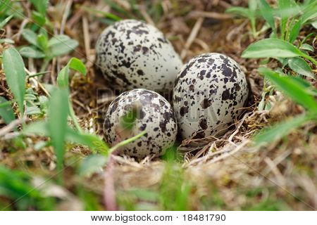 Killdeer yumurta portre