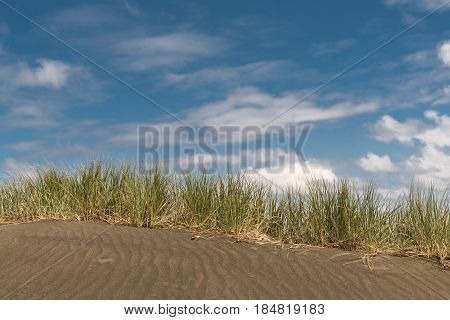 Auckland New Zealand - March 2 2017: Dark sand dune with horizontal line of beachgrass marram under blue sky with white clouds at Karakare Beach.