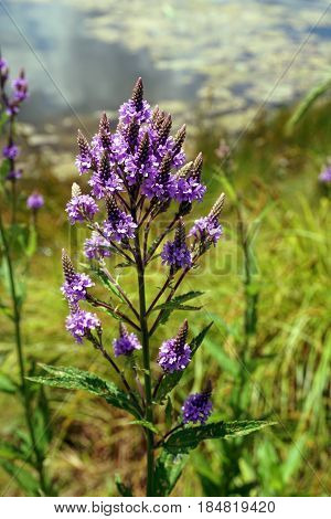 Hoary vervain (Verbena stricta) blooms beside a small lake in Joliet, Illinois during July.