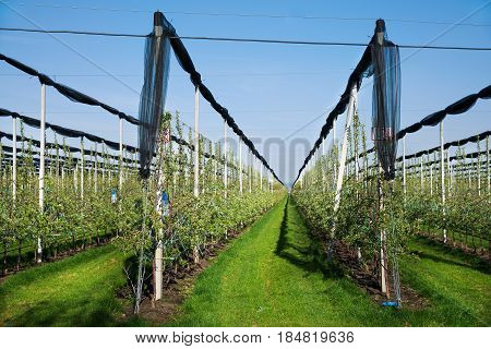 Blooming Apple Orchard In Agricultural Plantation, In Summer Sun With Anti-hail Netting For Protecti