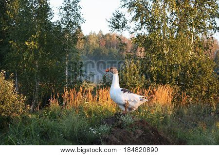 Snow goose on hillock. Beautiful nature. Sunrise.
