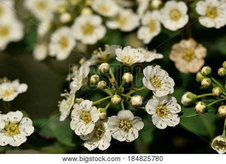 Macro shot of small gentle white Crataegus flowers