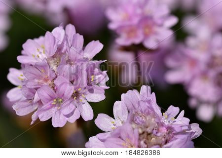 Phlox subulata, the small, five-petaled flowers bloom in rose, mauve, blue, white, or pink in late spring to early summer.