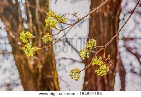 Lime tree blossom closeup photo. Flowers blossoming tree linden wood natural background, spring. A maple tree with blossoms. Linden blossom on the sky background.