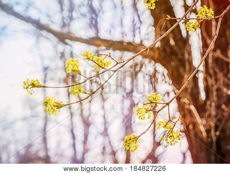 Lime tree blossom closeup photo. Flowers blossoming tree linden wood natural background, spring. A maple tree with blossoms. Linden blossom on the sky background.