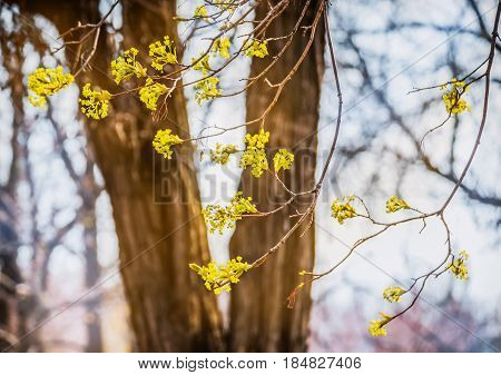 Lime tree blossom closeup photo. Flowers blossoming tree linden wood natural background, spring. A maple tree with blossoms. Linden blossom on the sky background.