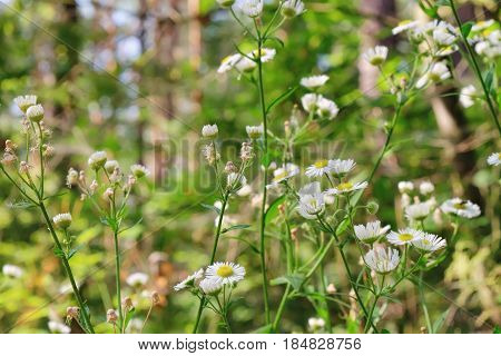 Blooming white flowers of Matricaria chamomilla wild chamomile in the meadow of woods at evening lighting. Scented mayweed in bloom with a blurred background.