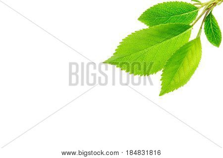 Three green leaves of tree isolated on white background