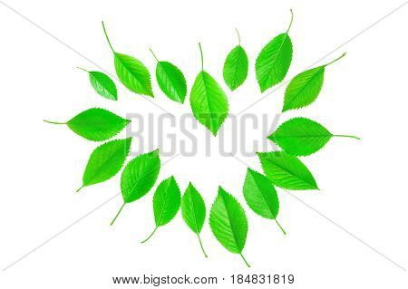 Spring green leaves in heart shape on white background