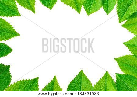 frame of Green leaves isolated on white background