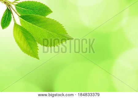 Spring Beech branch with green leaves. background from green bokeh