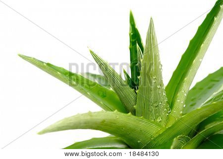 Aloe vera