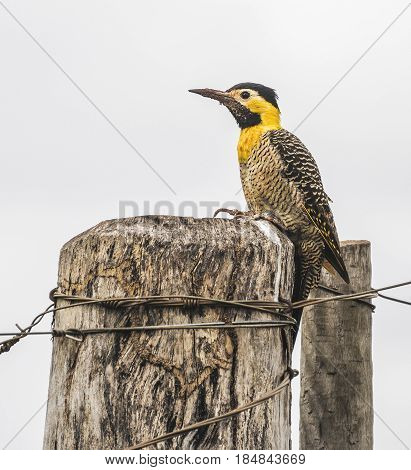 Pica-pau-do-campo bird over a farm fence with some barbed wire around. Yellow and black woodpecker with a long beak.