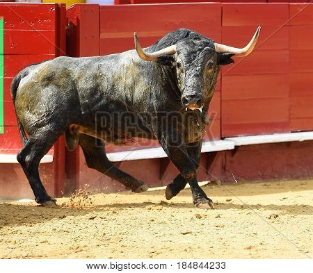 spanish bull in bullring with big horns