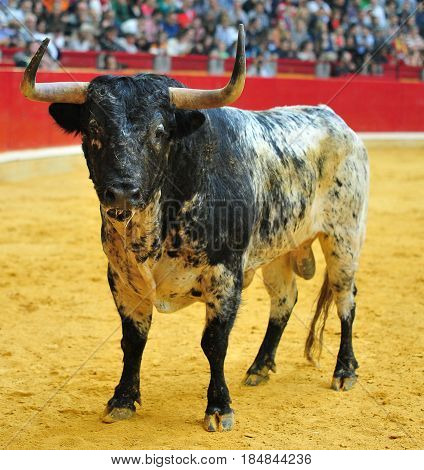 spanish bull in bullring with big horns