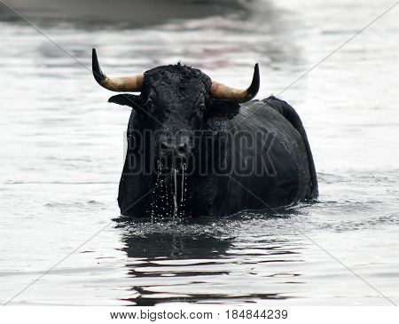 spanish bull in bullring with big horns